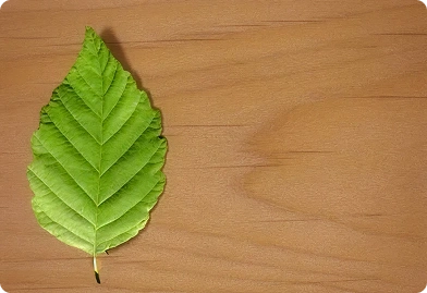 Alder