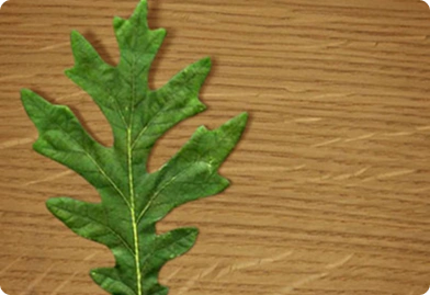 White Oak