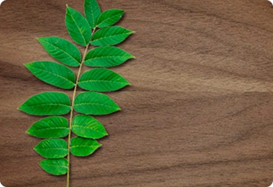 Walnut
